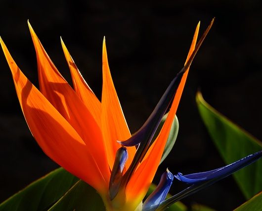 Melania Trump Trophy Wife